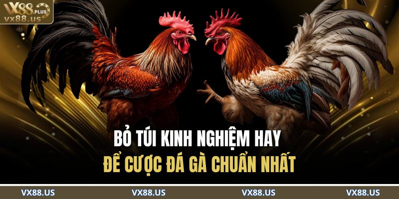 Bỏ túi kinh nghiệm hay để cược đá gà chuẩn nhất