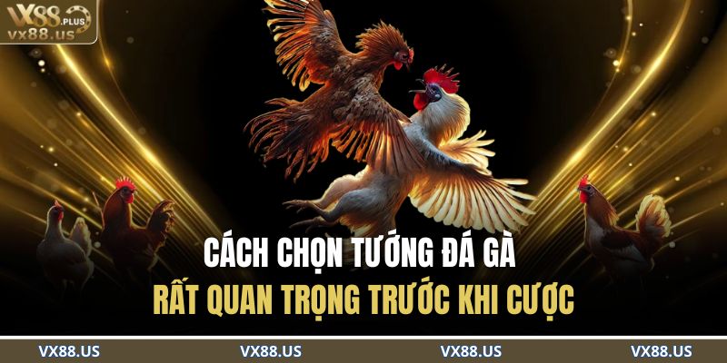 Cách chọn tướng đá gà rất quan trọng trước khi cược