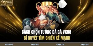 Cách Chọn Tướng Đá Gà VX88 - Bí Quyết Tìm Chiến Kê Mạnh 16 Cách Chọn Tướng Đá Gà