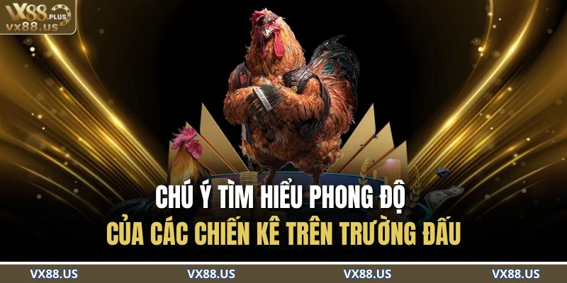Đá Gà Cựa Dao VX88 – Đấu Trường Kịch Tính Cho Cao Thủ 4 Chú ý tìm hiểu phong độ của các chiến kê trên trường đấu