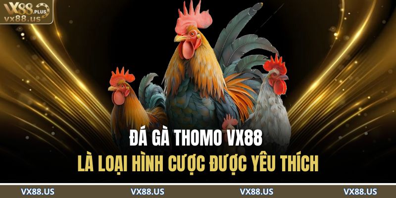 Đá gà Thomo VX88 là loại hình cược được yêu thích 
