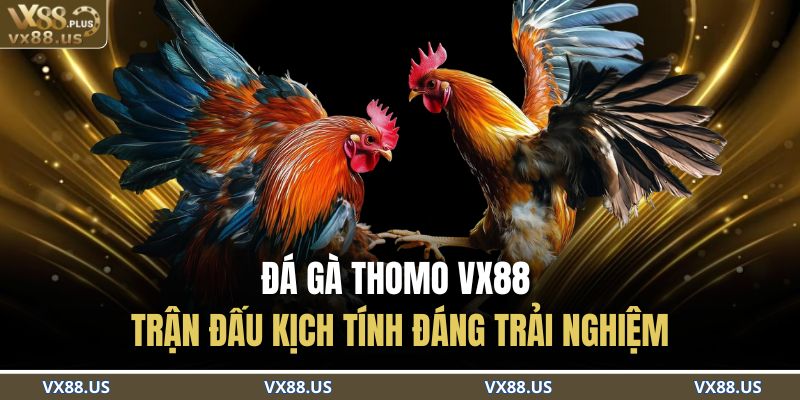 Đá Gà Thomo VX88
