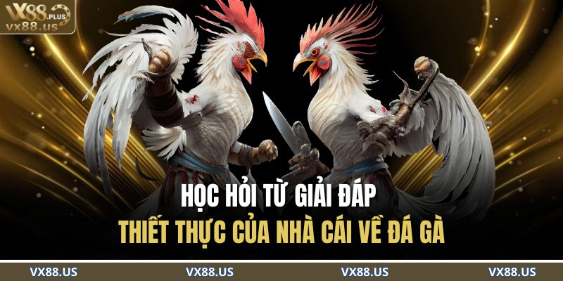 Học hỏi từ giải đáp thiết thực của nhà cái về đá gà 