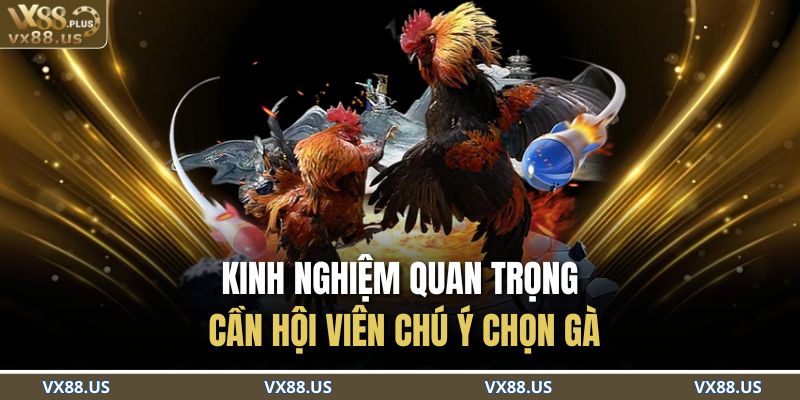 Kinh nghiệm quan trọng cần hội viên chú ý chọn gà