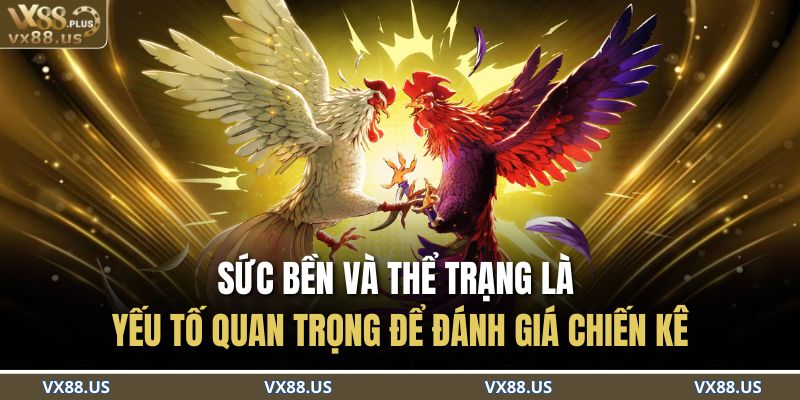 Sức bền và thể trạng là yếu tố quan trọng để đánh giá chiến kê